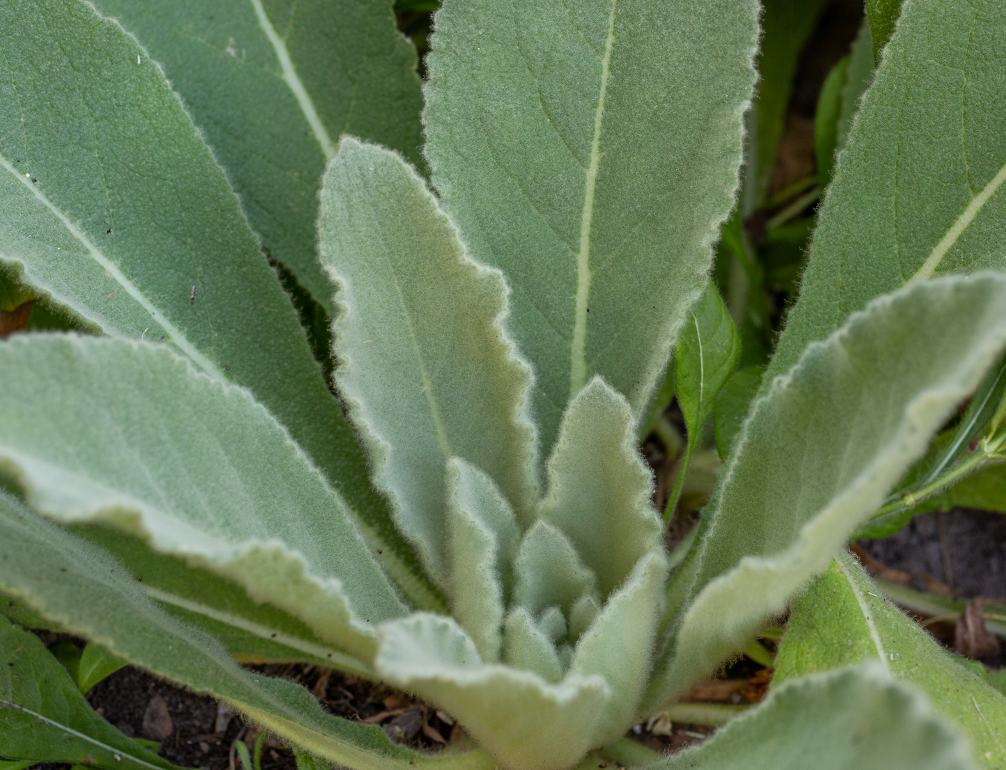Taproot Medicine: Mighty Lungs Syrup