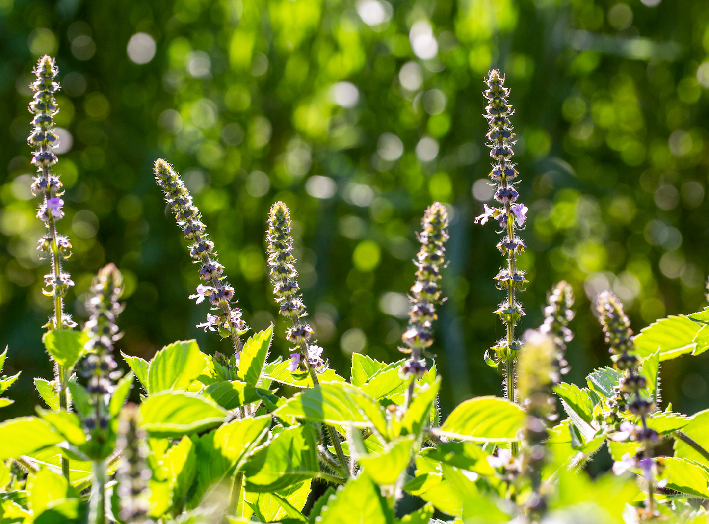 Taproot Medicine: System Soother Syrup