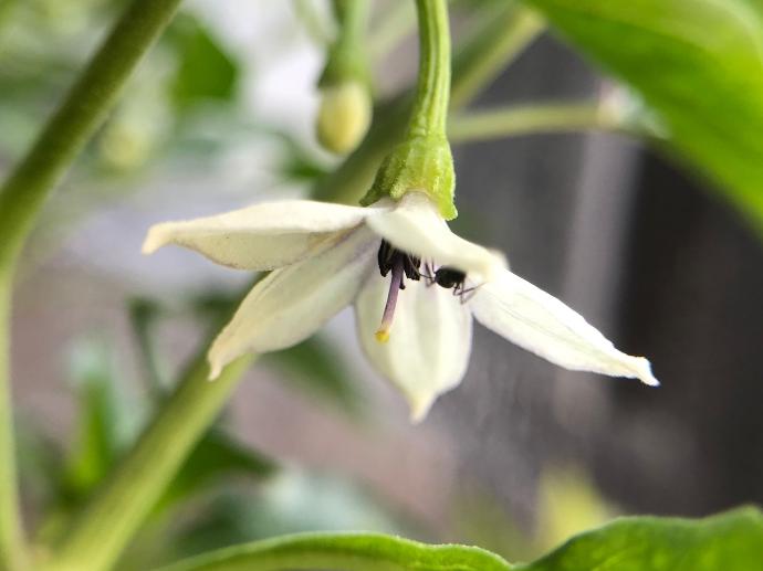 FES Flower Essences: Cayenne