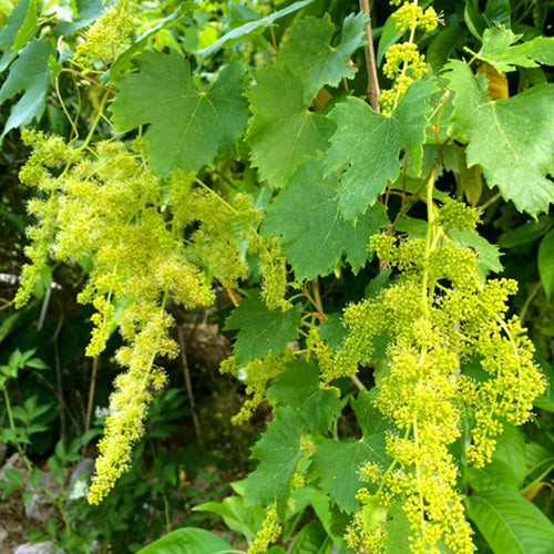 FES Flower Essences: Vine