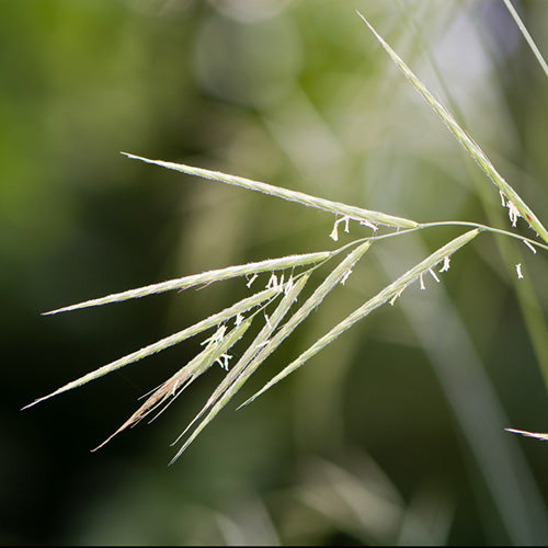 FES Flower Essences: Wild Oat