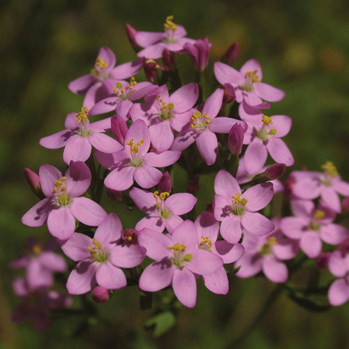 FES Flower Essences: Centaury