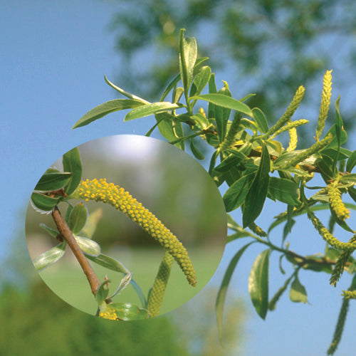 FES Flower Essences: Willow