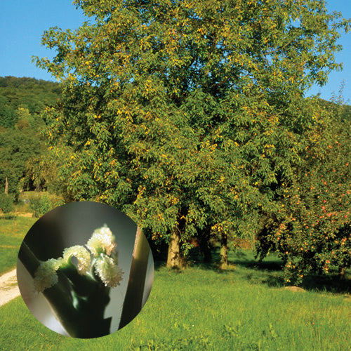 FES Flower Essences: Walnut
