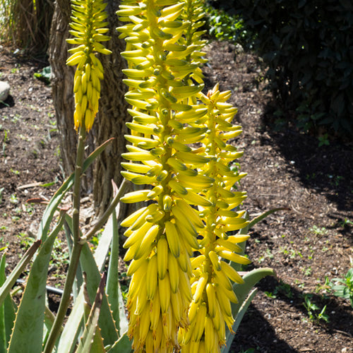 FES Flower Essences: Aloe Vera