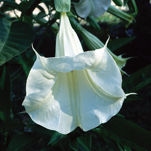 FES Flower Essences: Angel's Trumpet