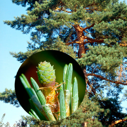 FES Flower Essences: Pine