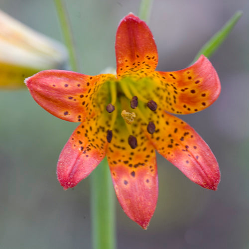 FES Flower Essences: Alpine Lily