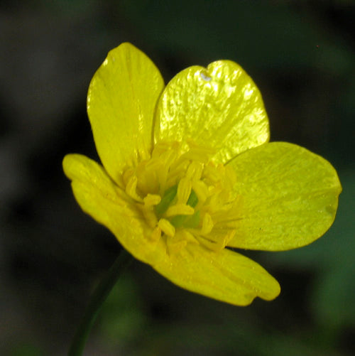 FES Flower Essences: Buttercup
