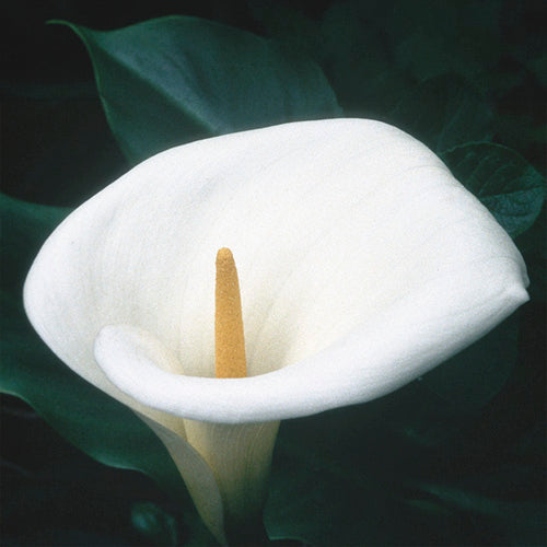 FES Flower Essences: Calla Lily