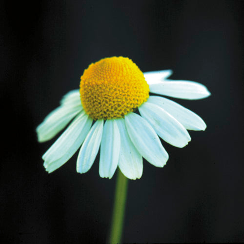 FES Flower Essences: Chamomile