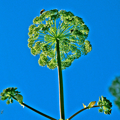 FES Flower Essences: Angelica