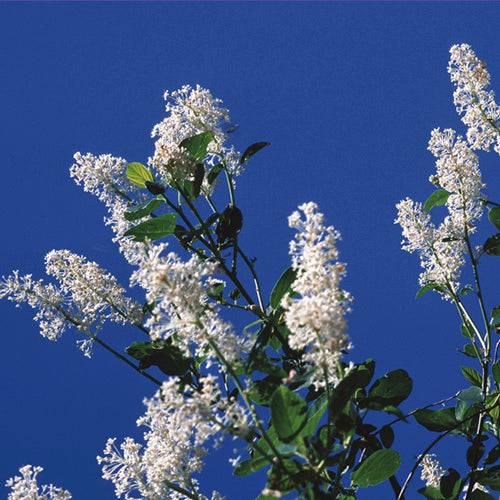 FES Flower Essences: Deerbrush