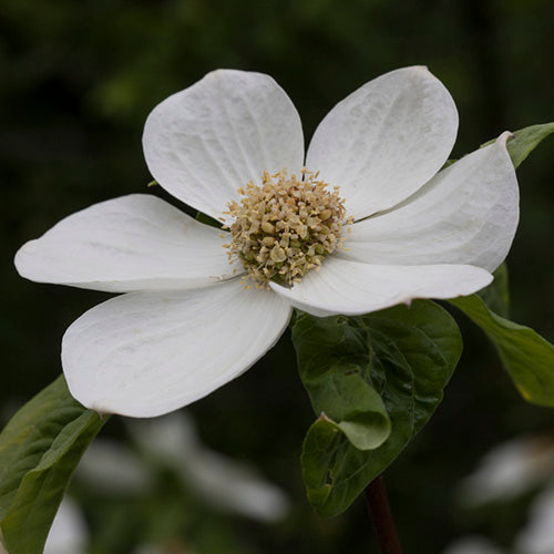 FES Flower Essences: Dogwood