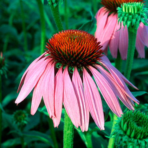 FES Flower Essences: Echinacea