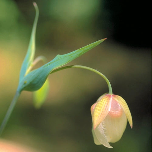 FES Flower Essences: Fairy Lantern