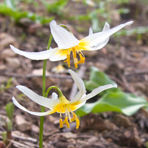 FES Flower Essences: Fawn Lily