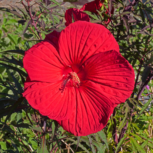 FES Flower Essences: Hibiscus