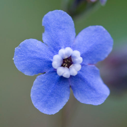 FES Flower Essences: Hound's Tongue