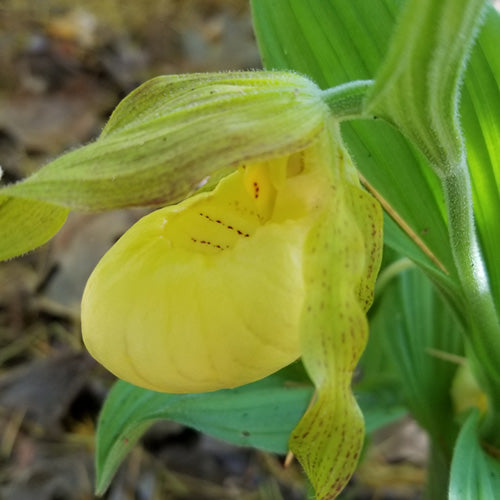 FES Flower Essences: Lady's Slipper