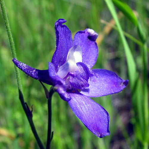 FES Flower Essences: Larkspur