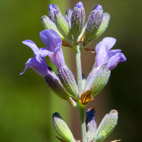 FES Flower Essences: Lavender
