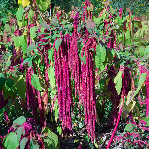 FES Flower Essences: Love-Lies-Bleeding