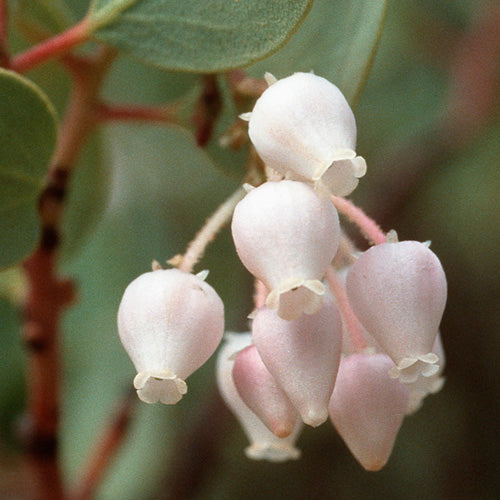 FES Flower Essences: Manzanita