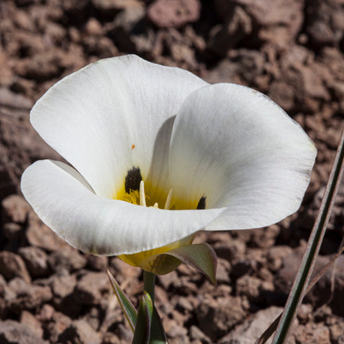 FES Flower Essences: Mariposa Lily