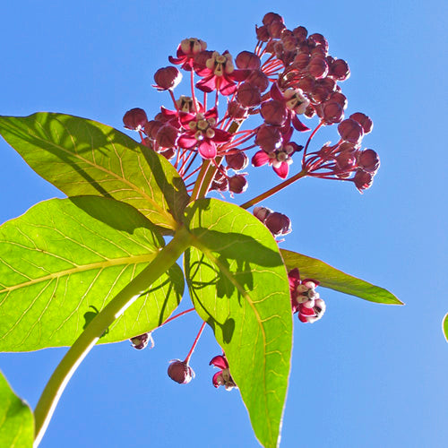 FES Flower Essences: Milkweed