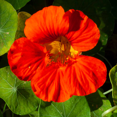 FES Flower Essences: Nasturtium