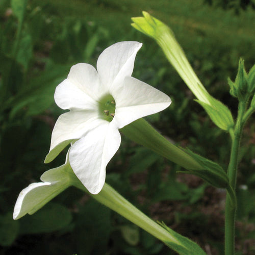 FES Flower Essences: Nicotiana
