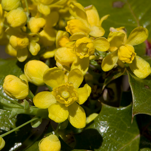 FES Flower Essences: Oregon Grape