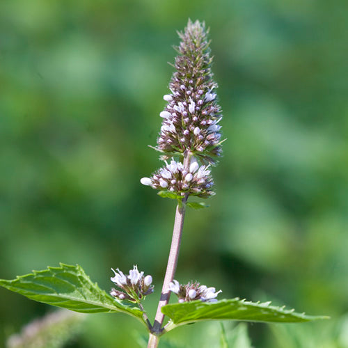 FES Flower Essences: Peppermint