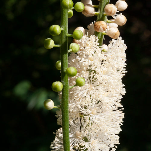 FES Flower Essences: Black Cohosh