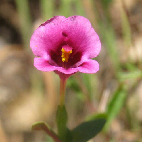 FES Flower Essences: Purple Monkeyflower