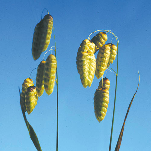 FES Flower Essences: Quaking Grass