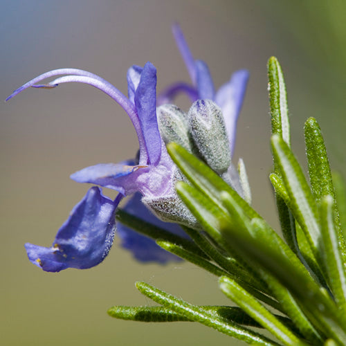 FES Flower Essences: Rosemary