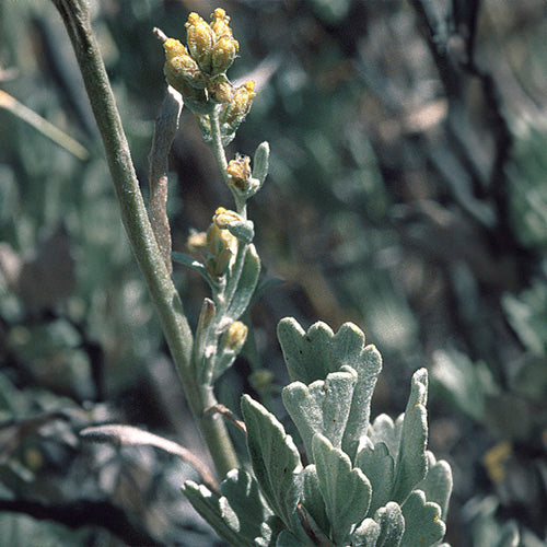 FES Flower Essences: Sagebrush