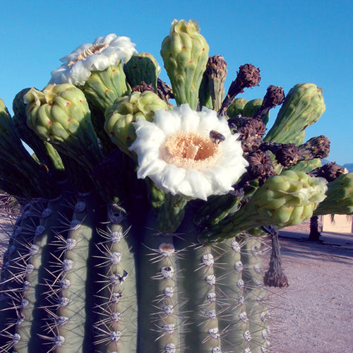 FES Flower Essences: Saguaro