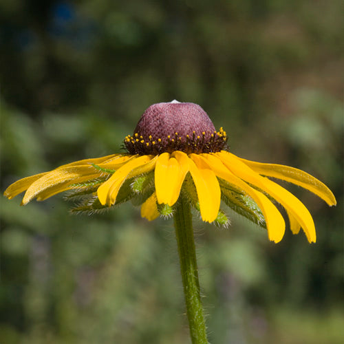 FES Flower Essences: Black-Eyed Susan
