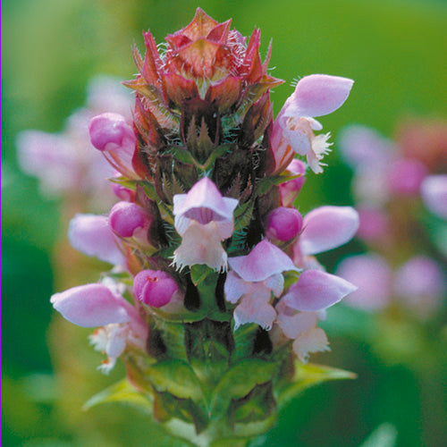 FES Flower Essences: Self-Heal