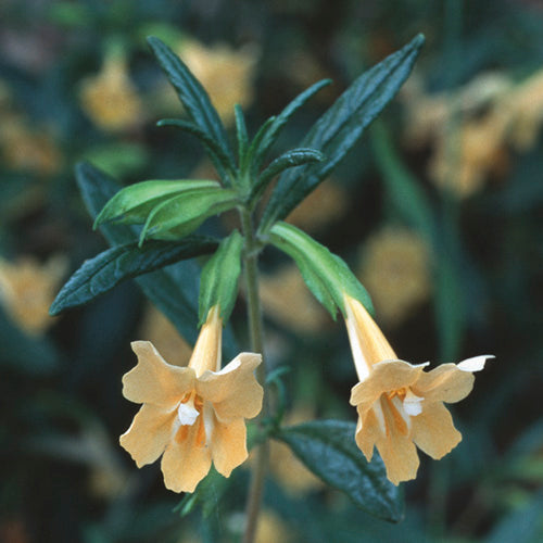 FES Flower Essences: Sticky Monkeyflower