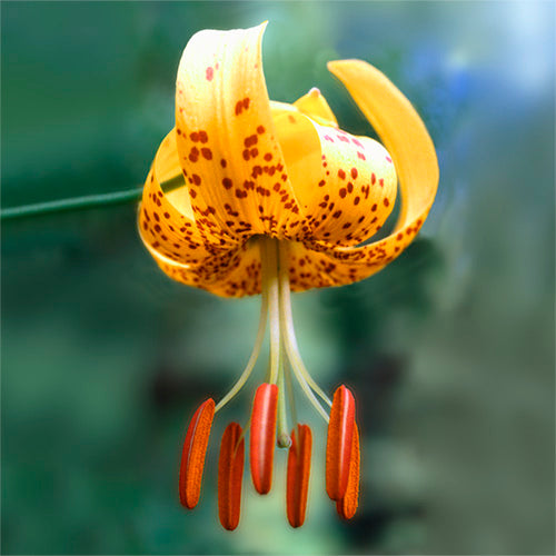 FES Flower Essences: Tiger Lily