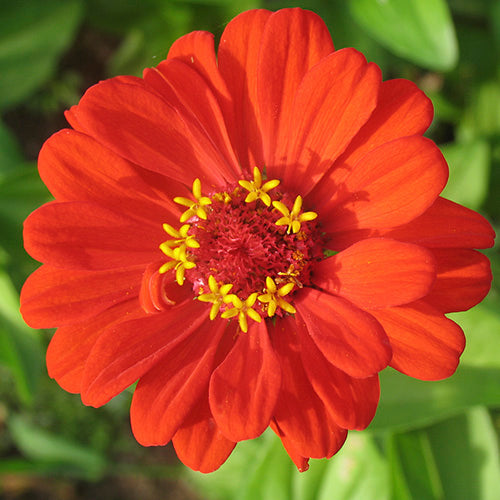 FES Flower Essences: Zinnia