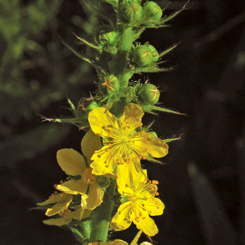 FES Flower Essences: Agrimony