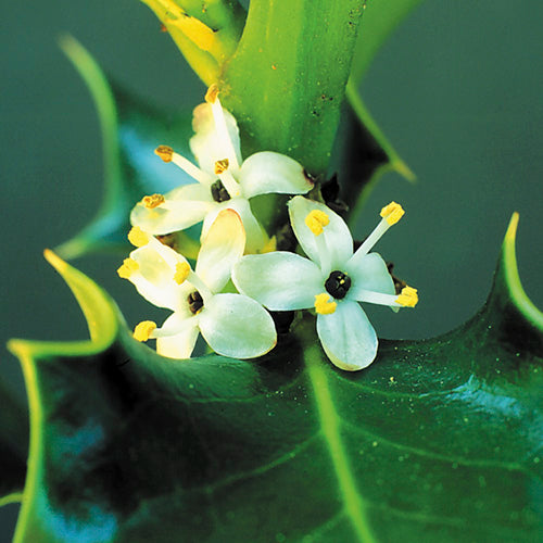 FES Flower Essences: Holly