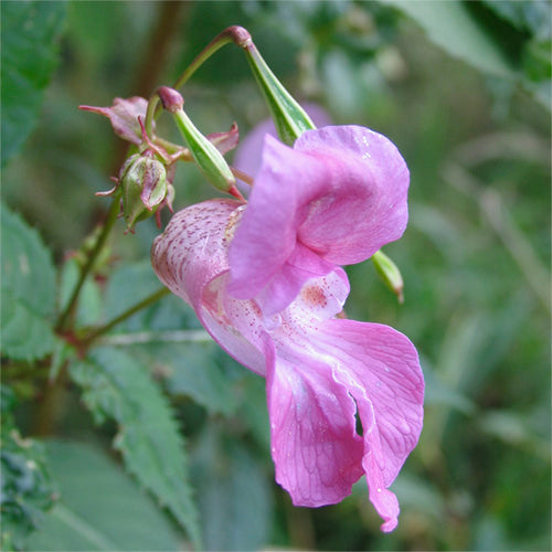 FES Flower Essences: Impatiens