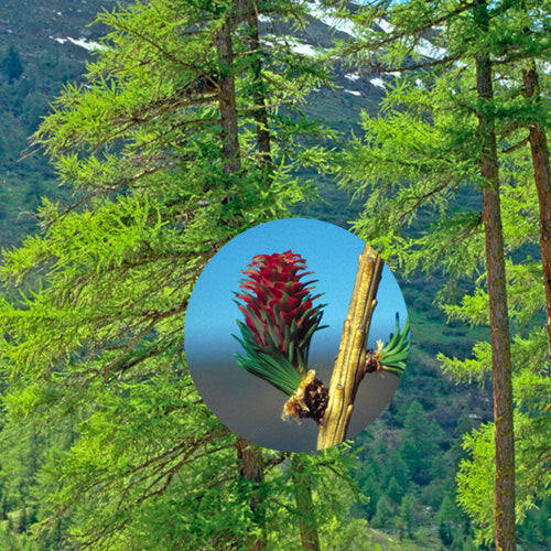 FES Flower Essences: Larch