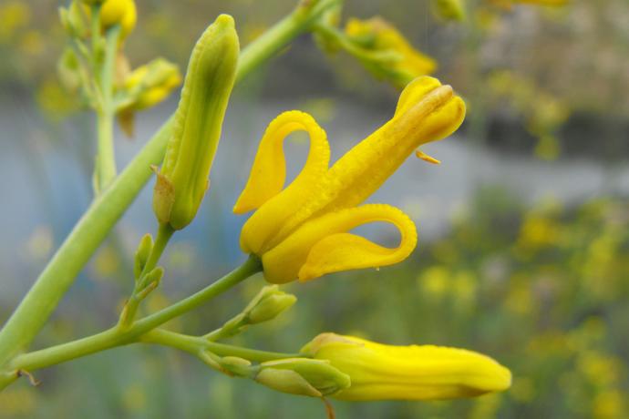 FES Flower Essences: Golden Ear Drops